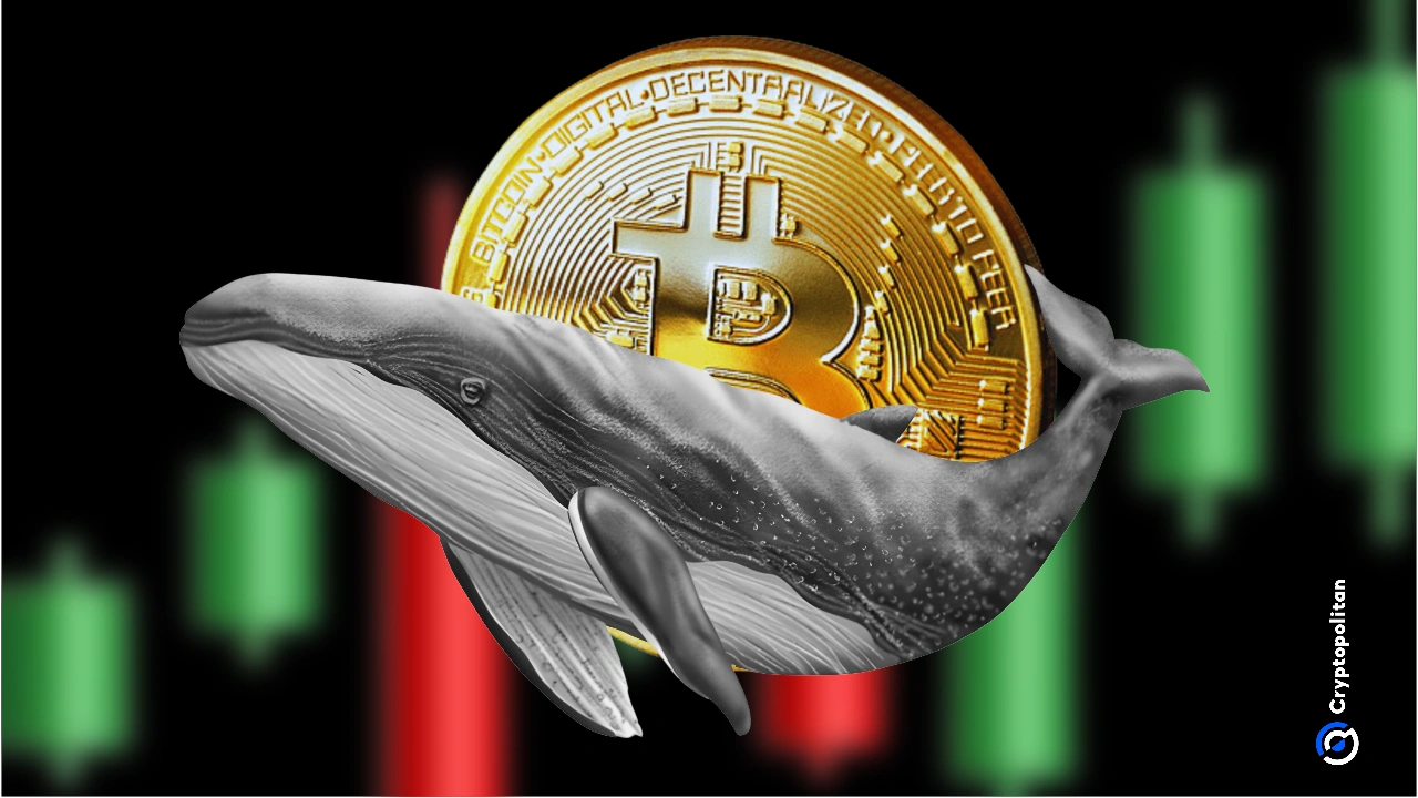Bitcoin whale 1 1
