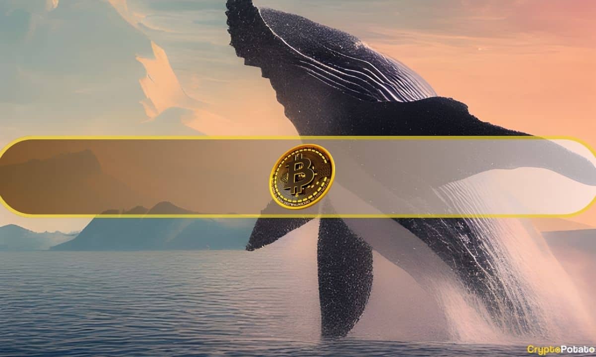 Bitcoin Whale