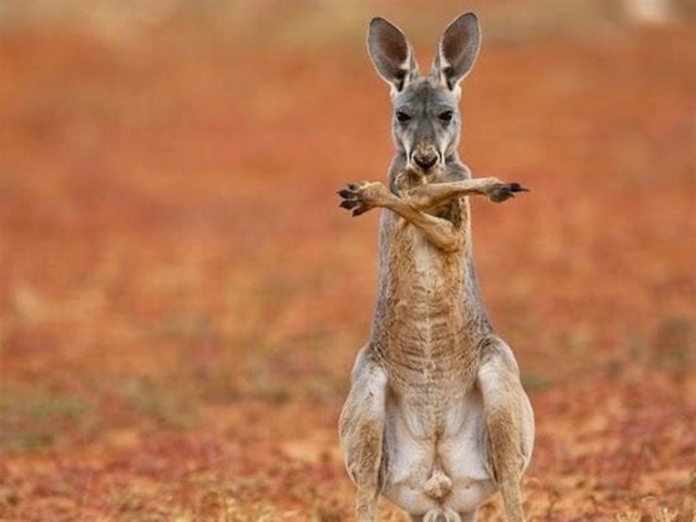 Australia20kangaroo202420July202025 id 2cb34d36 8a39 4515 a1c7 2e40aaccaa3f size975